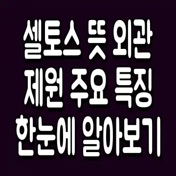 셀토스 뜻 외관 제원 주요 특징 한눈에 알아보기