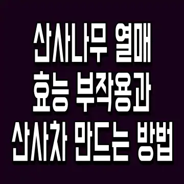 산사나무 열매 효능 부작용과 산사차 만드는 방법